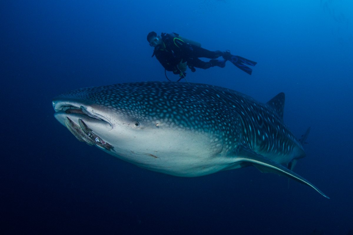 Cocos Aggressor, Costa Rica - liveaboard diving holidays